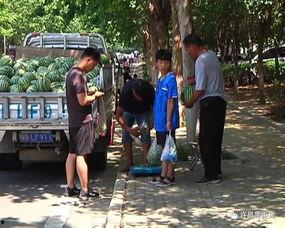 塔城吃瓜群众事件真相揭秘,揭秘背后真相与反思