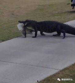 鳄鱼吃瓜群众完整版,揭秘网络现象背后的社会心理