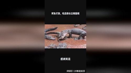 鳄鱼吃瓜群众完整版,揭秘网络现象背后的社会心理